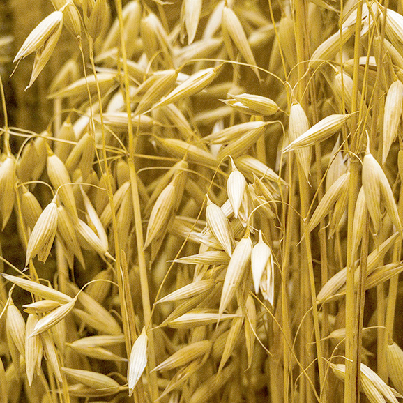 grain