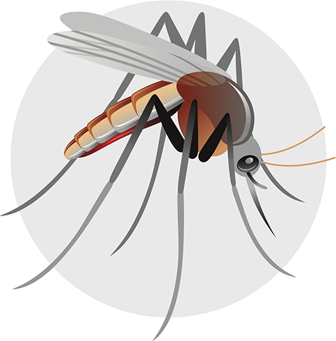 mosquito