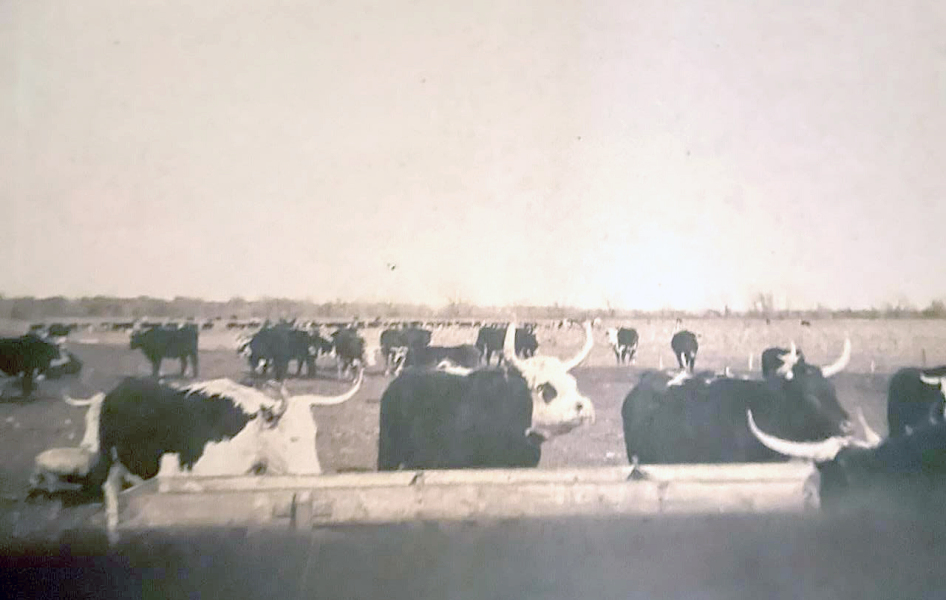 THIS PICTURE OF JAMES WEBSTER’S CATTLE is the type of photo the Rooks County Historical Society is looking for to be entered in the “Livestock” category of the Farm Life Photo Contest, with all entries to be displayed at the Rooks County Free Fair.