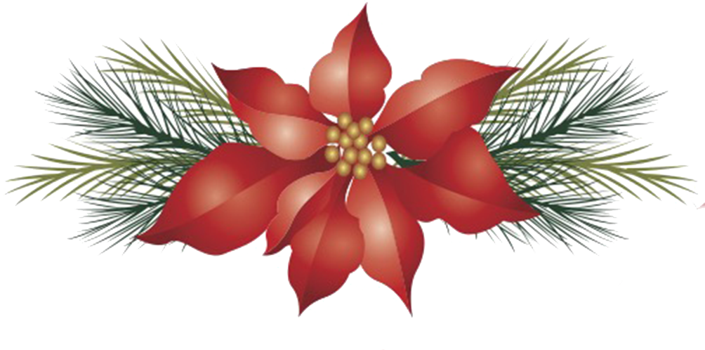 poinsettia