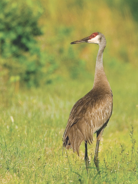 sandhill crane