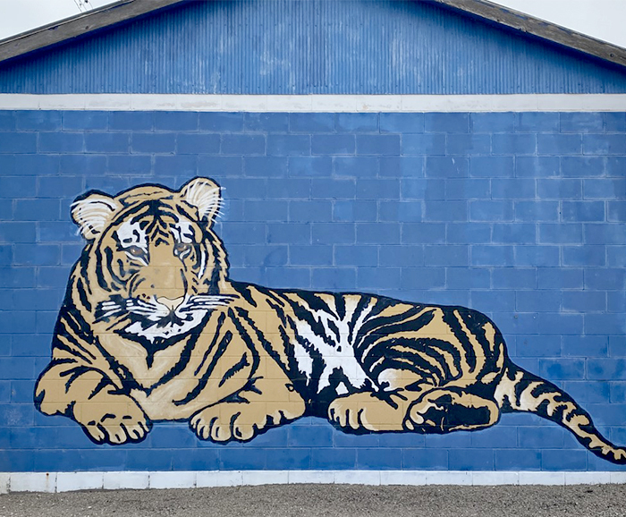 tiger