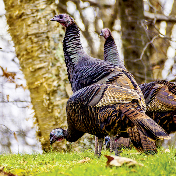 turkey