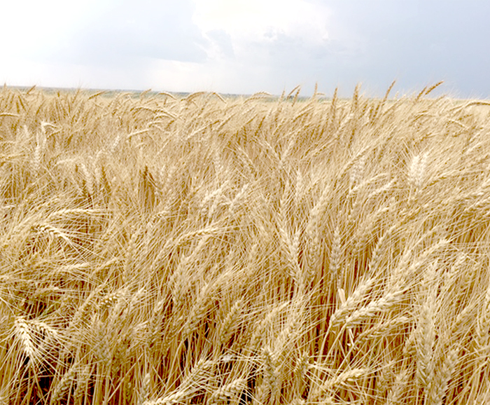 Wheat field