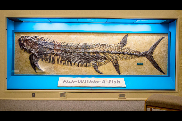 Sternberg Museum to remain open as FHSU develops long-term plan