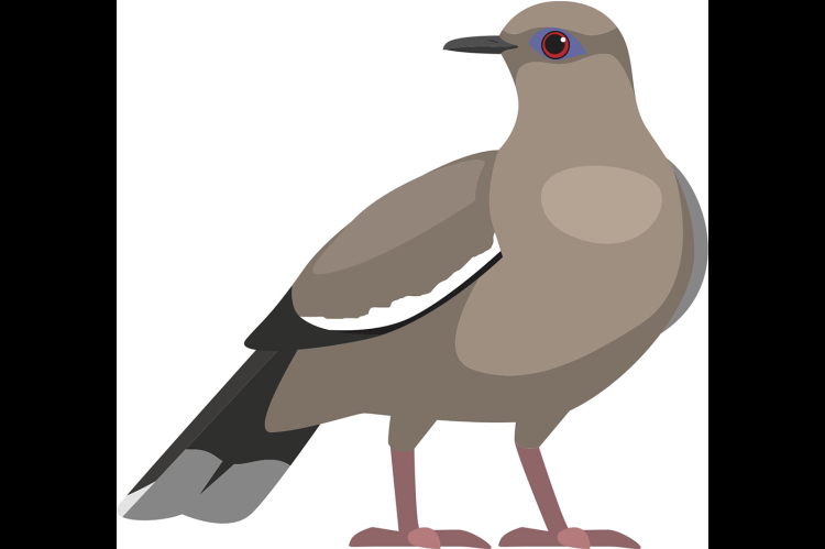 Dove
