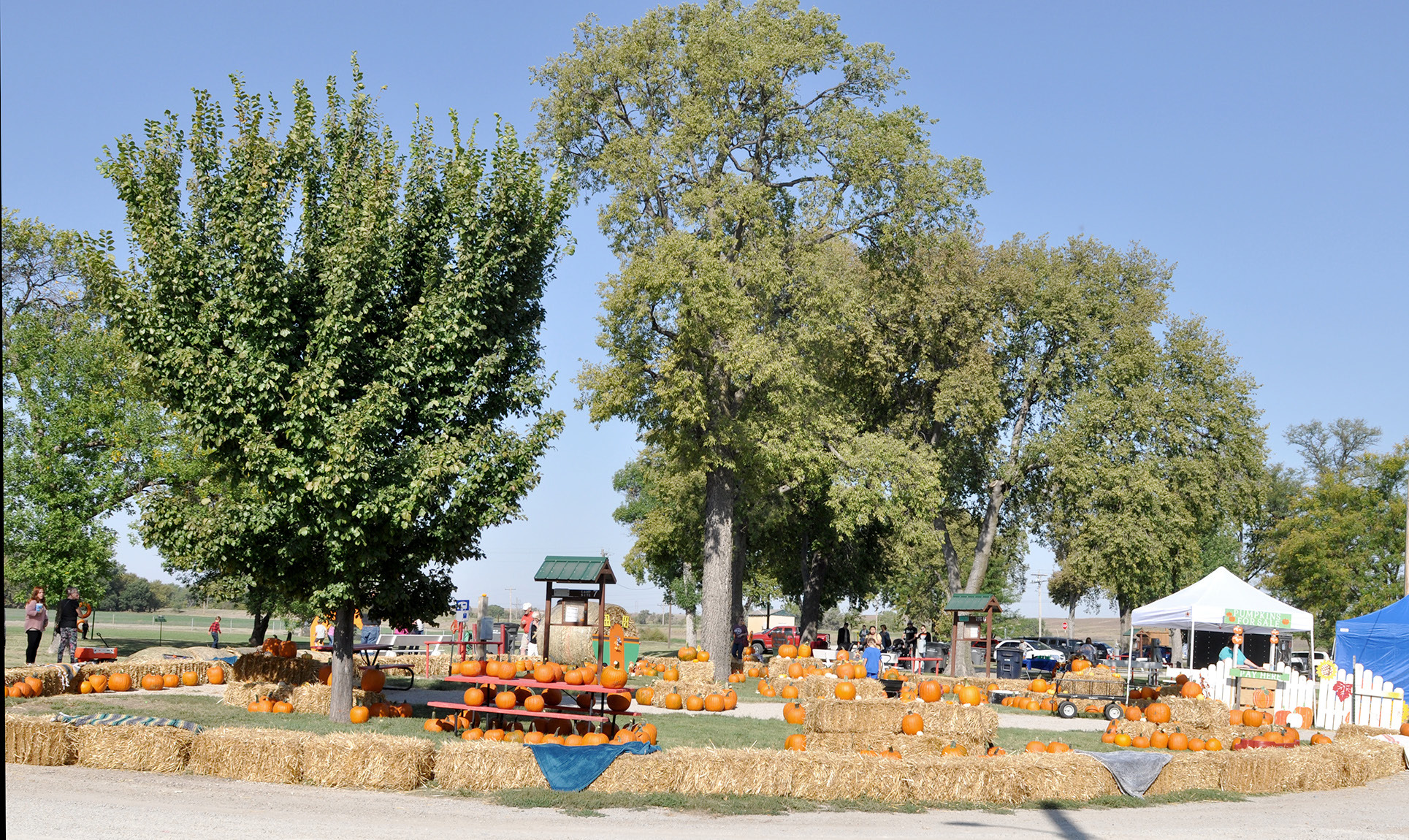 A SEA OF PUMPKINS! There were pumpkins of all kinds and sizes available for purchase at this year’s Pumpkin Patch which was sponsored by Stockton’s Chamber of Commerce. The fun event was held last Saturday and Sunday in the Lower City Park.