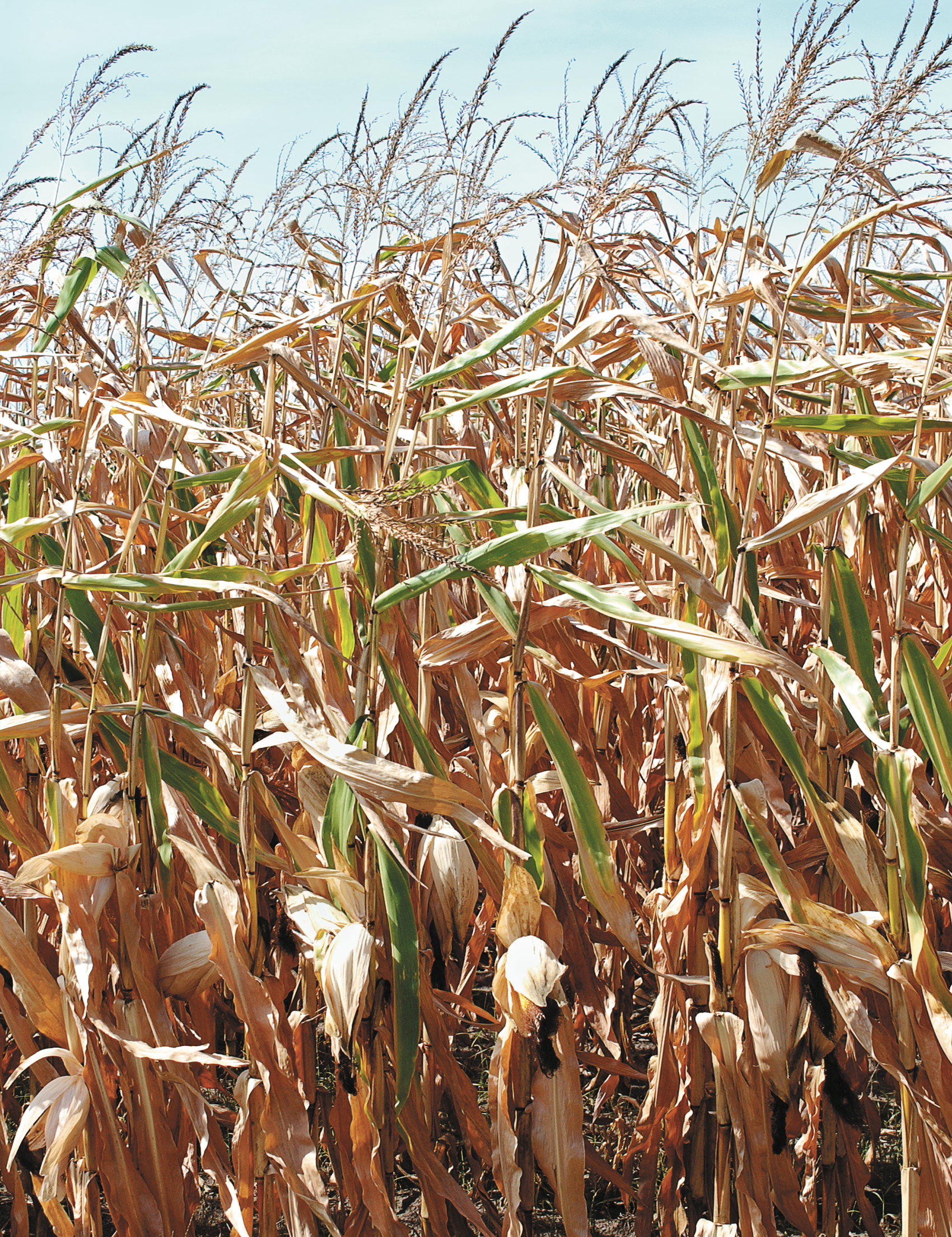 Fall Harvest