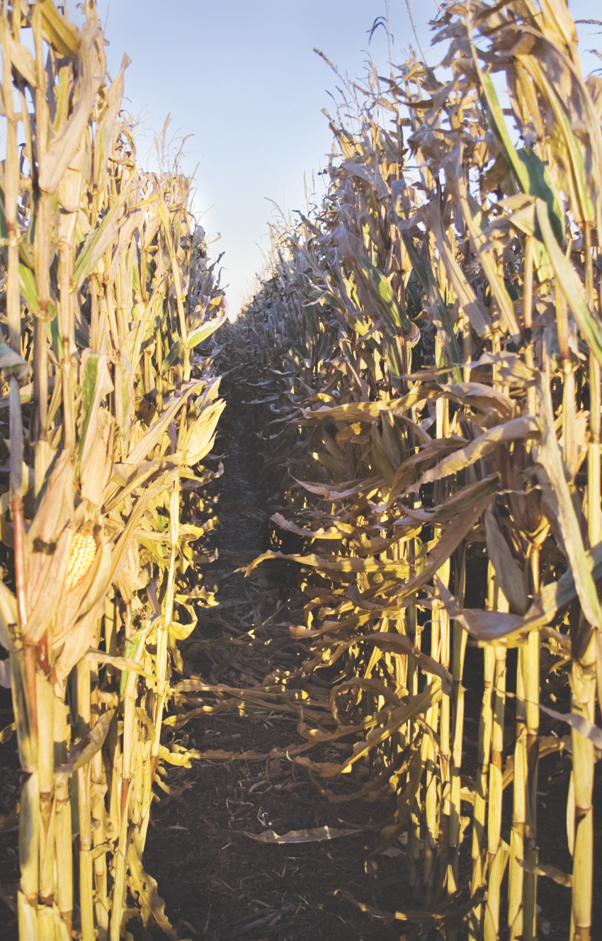 Corn