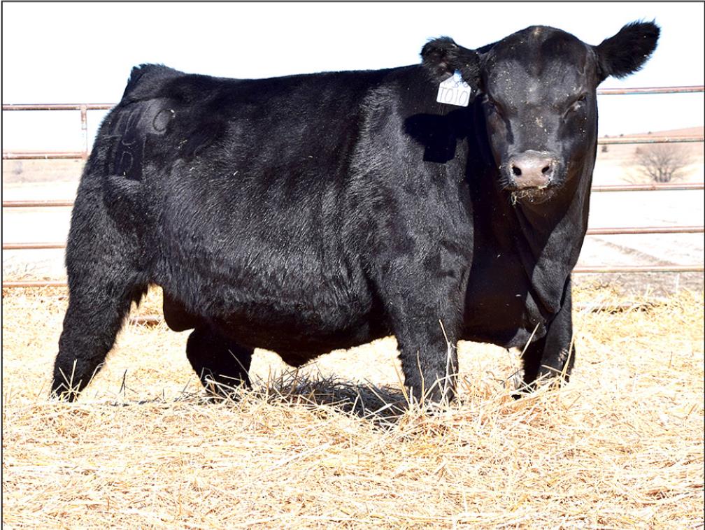 THIS IS ANOTHER one of Cody’s bulls that was sold at his bull sale—this one was the third highest seller to Dan Pierson out of Nebraska. 