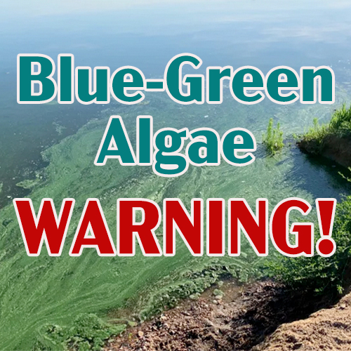 Blue-green algae