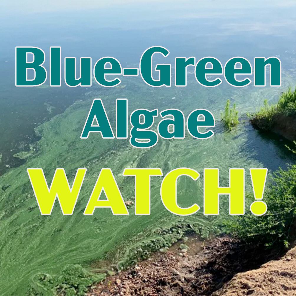 blue-green algae