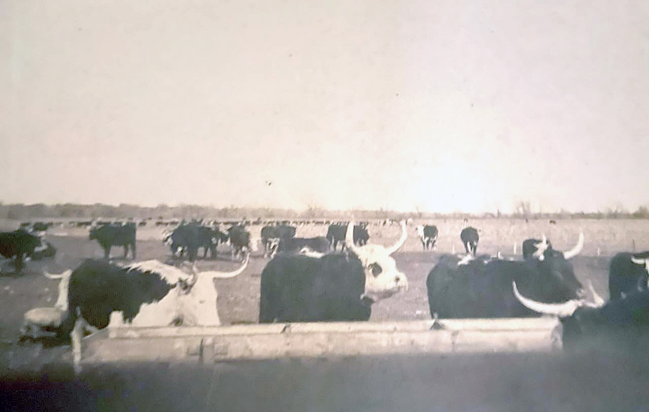 THIS PICTURE OF JAMES WEBSTER’S CATTLE is the type of photo the Rooks County Historical Society is looking for to be entered in the “Livestock” category of the Farm Life Photo Contest, with all entries to be displayed at the Rooks County Free Fair.