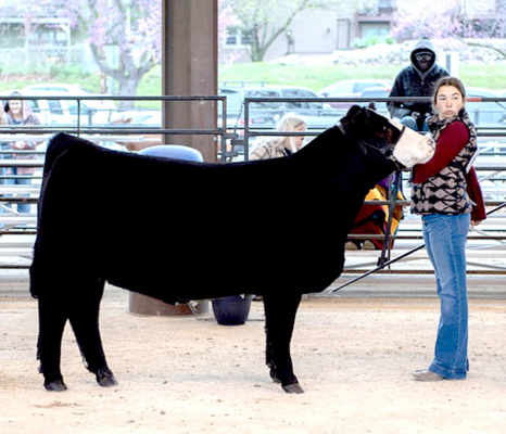 BODYE STITHEM and her Simmental heifer Brittany were the Intermediate Grand Champion Showmanship winners at the first Aggieville Showdown Grand Drive and Fashion Show event held in Manhattan on Saturday, April 17th.