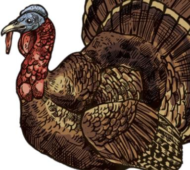 Spring turkey hunting season is here!