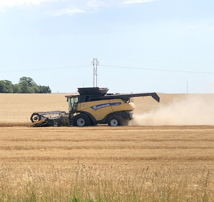 FAMILIAR SIGHTS this time of year are combines in the wheat fields and trucks hauling the grain into the area elevators. This picture was taken of a combine in the field two miles north of Plainville off of east Highway 183.