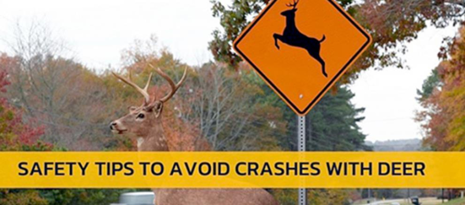 State experts offer tips for preventing deer-vehicle collisions