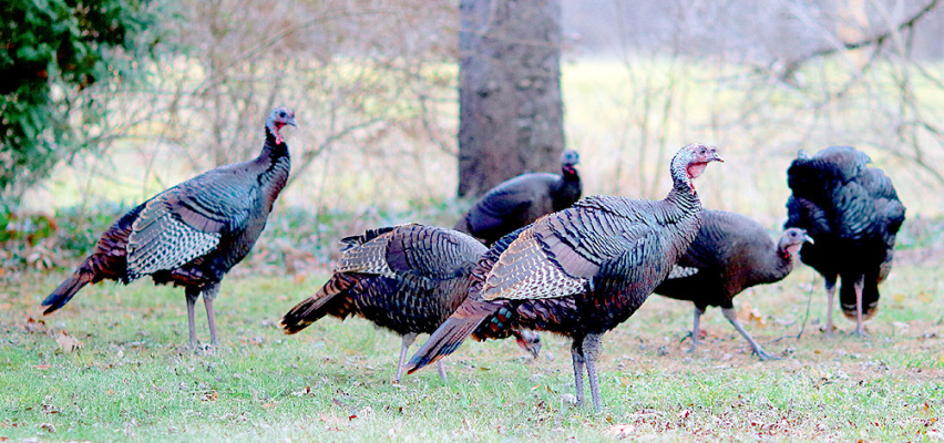 Spring Turkey Hunting Season to begin next Wednesday
