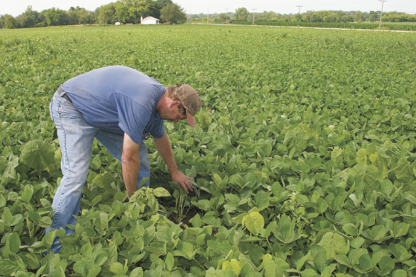 Soybeans