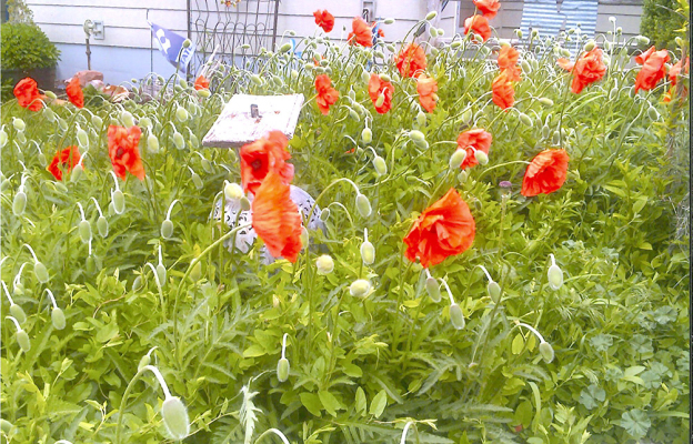 LINDA MELTON started her Mother’s Day poppies from the seeds she brought from her mother’s farm in Dickinson County when she and Steve were first married in 1969. She has had poppies since then and has let the delicate orange flowers spread all over her garden.