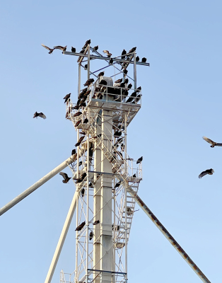 THE BUZZARDS in town took advantage of the sunshine and nice weather Stockton had last Thursday when the temperature was in the high 80s, roosting on the Farmers Union Grain Elevator.