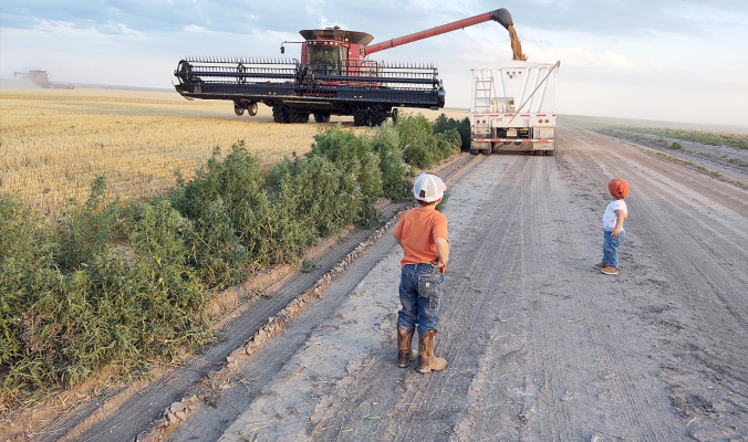 Sis, I’d say the wheat harvest is going well.”