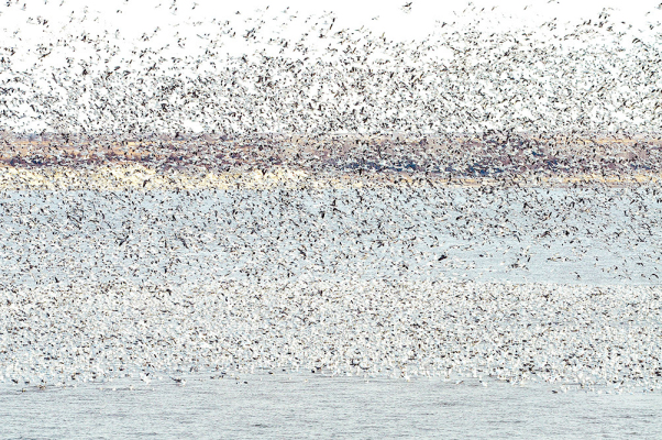 Snow Geese at Webster Reservoir