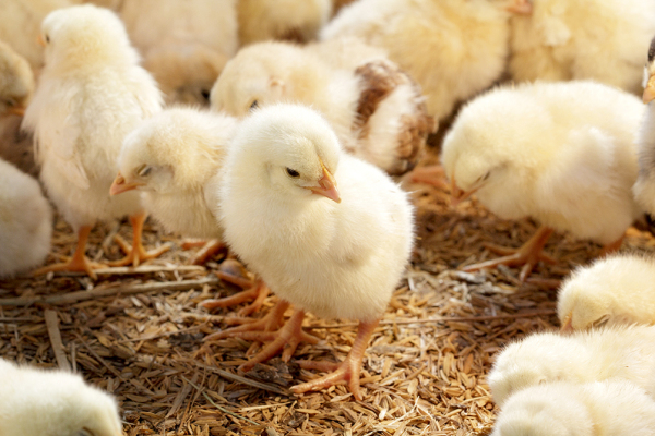 baby chicks