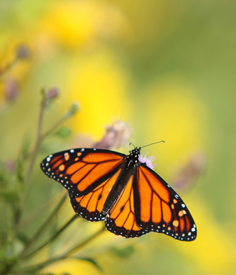 butterfly