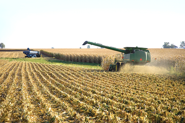Corn harvest
