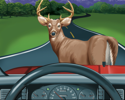 Deer Accidents