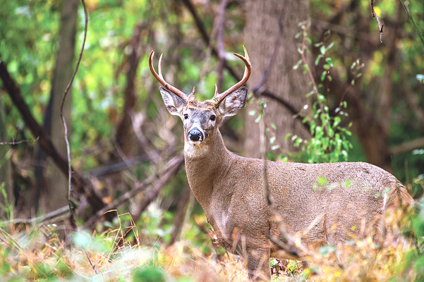 Deer