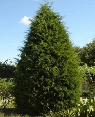 Eastern Red Cedar