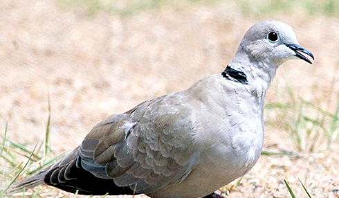 dove