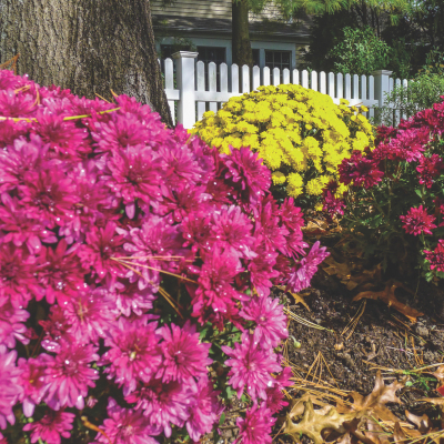 Garden Mums