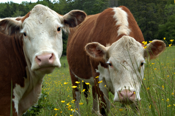 cattle