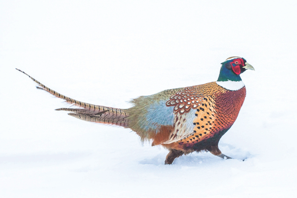 Pheasant