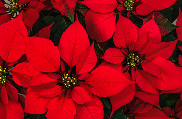 Poinsettia