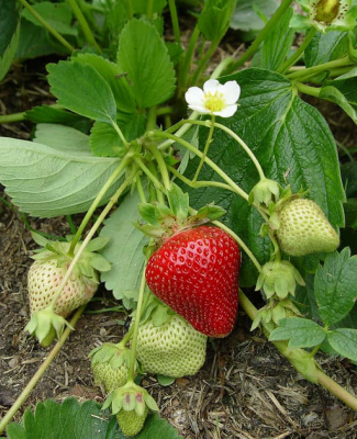 Strawberry Plant