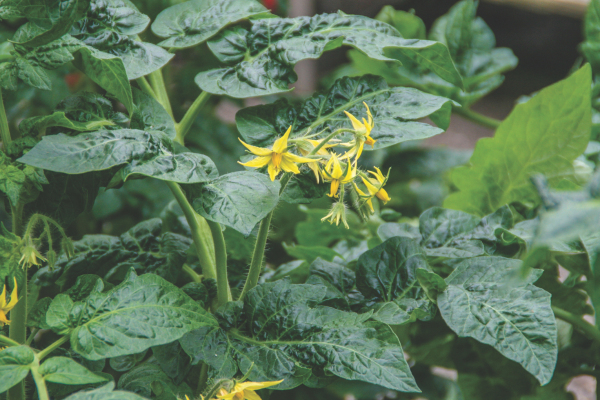 Tomato Plant