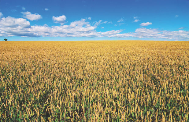 Wheat Field