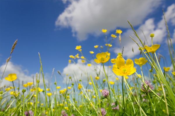 Wildflowers