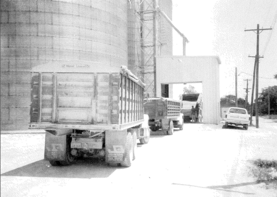 THE WHEAT TRUCKS