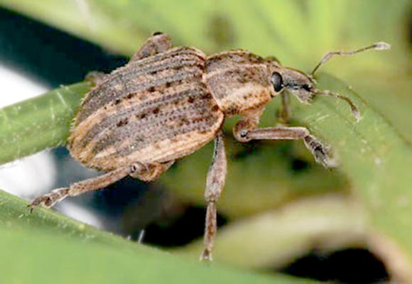 alfafla weevil