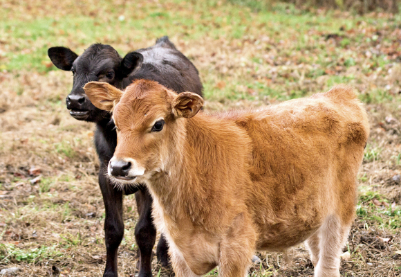 calves