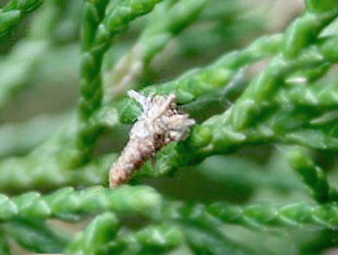 bagworm