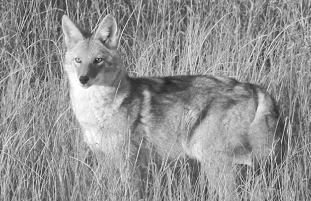Special equipment approved for hunting coyotes at night in Kansas