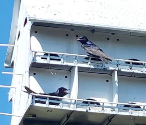 PURPLE MARTINS ARE THE LARGEST SWALLOW in North America. They are not really purple; depending on the light, their feather color can change from bright blue to navy blue to deep purple. They are geographically loyal and will return to the same nesting site every year. Their greatest enemies are the European Starlings and House Sparrows. Oh, yes... and cats!
