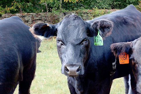 cattle