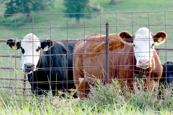 cattle